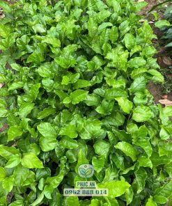 cây giống chanh dây ngọt-cây giống phúc an