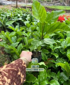 cây giống chanh dây ngọt-cây giống phúc an