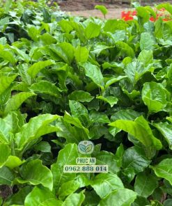 cây giống chanh dây ngọt-cây giống phúc an