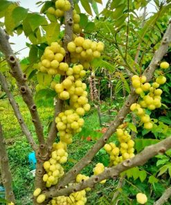 giống chùm ruột ngọt-cây giống phúc an