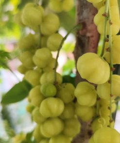 giống chùm ruột ngọt-cây giống phúc an