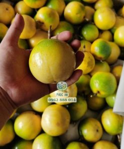 cây giống chanh dây ngọt-cây giống phúc an