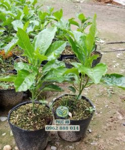 cây giống chanh dây ngọt-cây giống phúc an