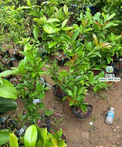 cây giống cherry brazil-cây giống phúc an