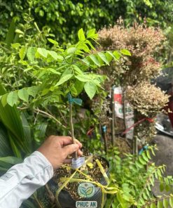 giống chùm ruột ngọt-cây giống phúc an