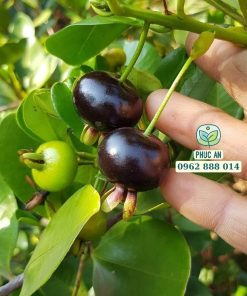 cây giống cherry brazil-cây giống phúc an