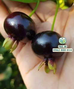 cây giống cherry brazil-cây giống phúc an