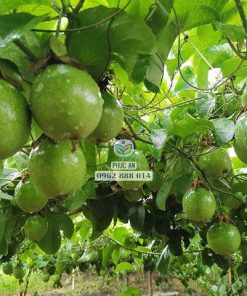 cây giống chanh dây ngọt-cây giống phúc an