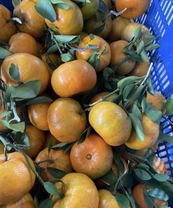 cây giống quýt hồng lai vung-cây giống phúc an