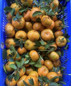 cây giống quýt hồng lai vung-cây giống phúc an