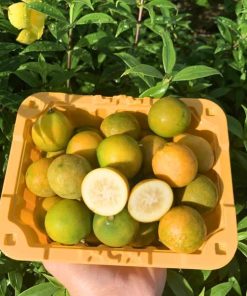 cây giống tắc ngọt đài loan cây giống phúc an