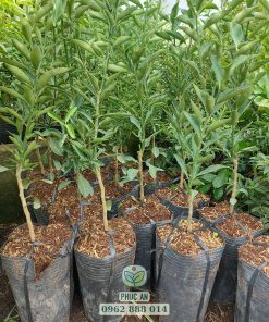 cây giống tắc ngọt đài loan cây giống phúc an