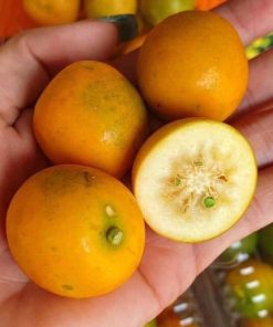 cây giống tắc ngọt đài loan cây giống phúc an