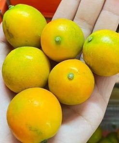 cây giống tắc ngọt đài loan cây giống phúc an