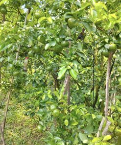 cây giống quýt hồng lai vung-cây giống phúc an