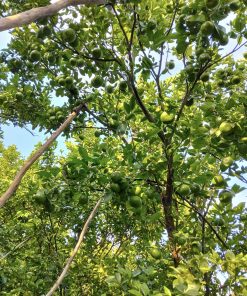 cây giống quýt hồng lai vung-cây giống phúc an