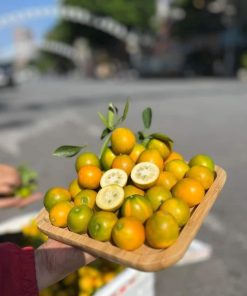 cây giống tắc ngọt đài loan cây giống phúc an