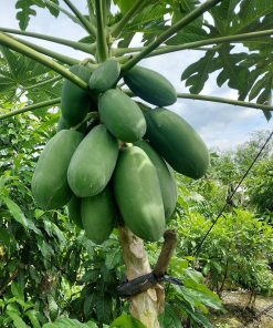 cây giống đu đủ thái ruột vàng-cây giống phúc an