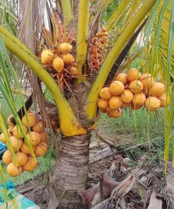 cây giống dừa xiêm hồng-cây giống phúc an