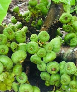 cây giống vả huế - cây giống phúc an