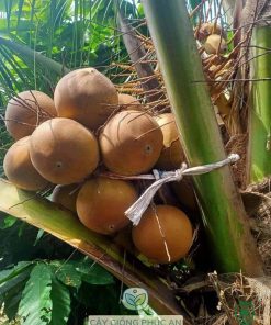 cây giống dừa dứa-cây giống phúc an