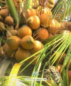 cây giống dừa dứa-cây giống phúc an