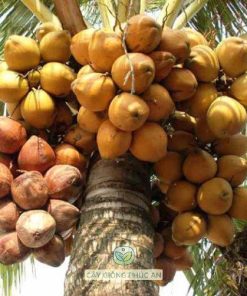 cây giống dừa dứa-cây giống phúc an