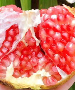 cây giống lựu thái-cây giống phúc an 2