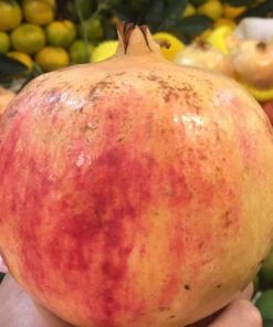 cây giống lựu thái-cây giống phúc an