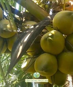 cây giống dừa dứa-cây giống phúc an