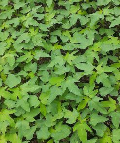 cây giống đu đủ thái ruột vàng-cây giống phúc an