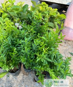 cây giống lựu thái-cây giống phúc an