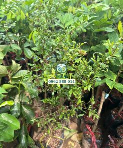 cây giống lựu thái-cây giống phúc an