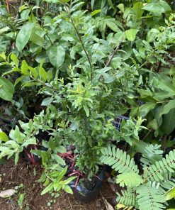 cây giống lựu thái-cây giống phúc an