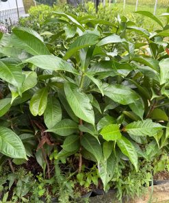 cây mận điều đỏ thái - cây giống phúc an