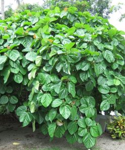 cây giống vả huế - cây giống phúc an