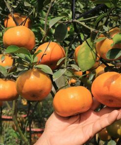 cây giống quýt hồng lai vung-cây giống phúc an