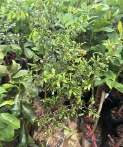 cây giống lựu thái-cây giống phúc an