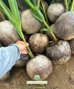 cây giống dừa dứa-cây giống phúc an