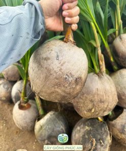 cây giống dừa dứa-cây giống phúc an
