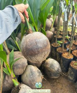 cây giống dừa dứa-cây giống phúc an