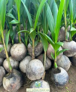 cây giống dừa dứa-cây giống phúc an