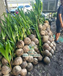 cây giống dừa dứa-cây giống phúc an