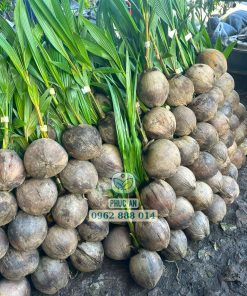 cây giống dừa dứa-cây giống phúc an