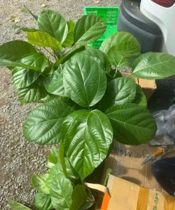 cây giống vả huế - cây giống phúc an