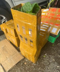 cây giống vả huế - cây giống phúc an