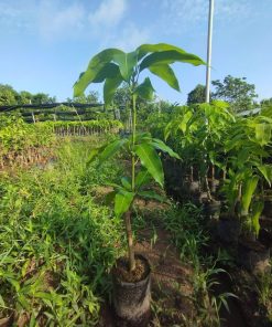 cây giống xoài keo cây giống phúc an