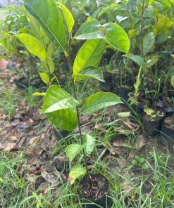 cây giống mít ta-cây giống phúc an