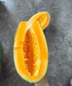 cây giống đu đủ thái ruột vàng-cây giống phúc an