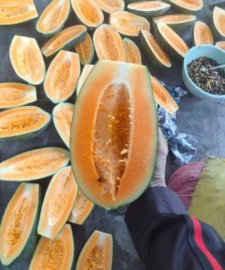 cây giống đu đủ thái ruột vàng-cây giống phúc an